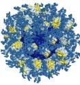 这项新研究表明，免疫系统可以模仿和加速一个罕见的自然过程，在这个过程中，抗体慢慢进化，越来越好地针对不断变异的艾滋病毒。这里展示的是分子eOD-GT8 60mer，用于团队的“还原策略”。