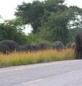 乌干达，大象穿过伊丽莎白女王国家公园外的高速公路。