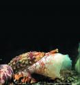 这是一个海洋锥蜗牛：<i>康纳斯地理学</ i>。